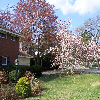 My Home in the spring