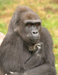 The Thinking Ape Store: Books & Gifts
